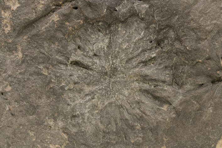 Wide Stellascolites Trace Fossil (Arthropod Resting Area) #197480
